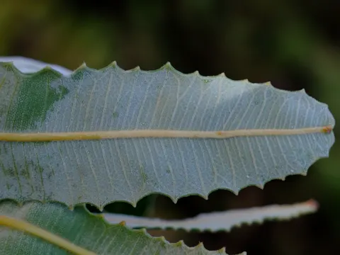 Firewood Banksia
