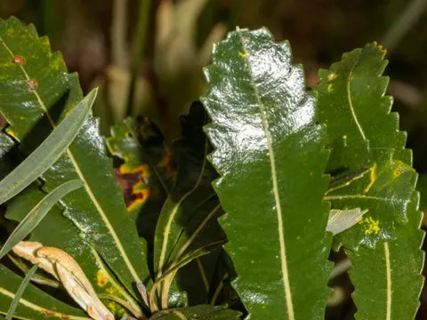 Old Man Banksia