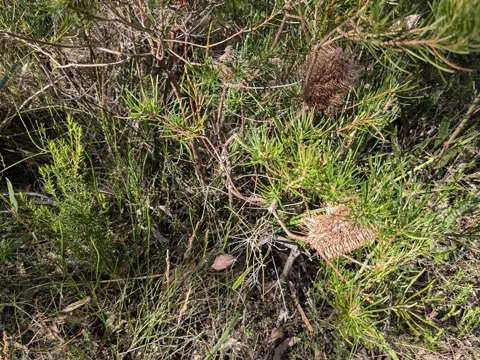 Hairpin Banksia