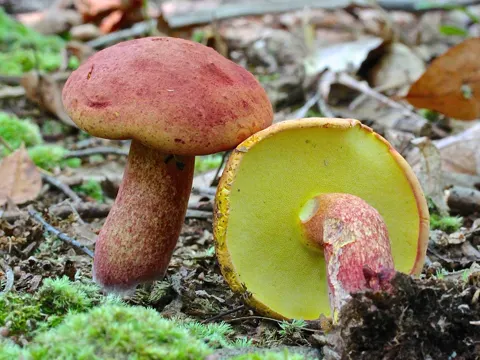 Two-colored Bolete