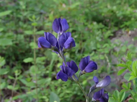 Blue Wild Indigo