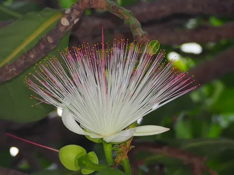 Fish-poison Tree