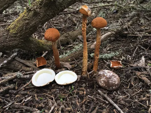 Sandy Stilt Puffball