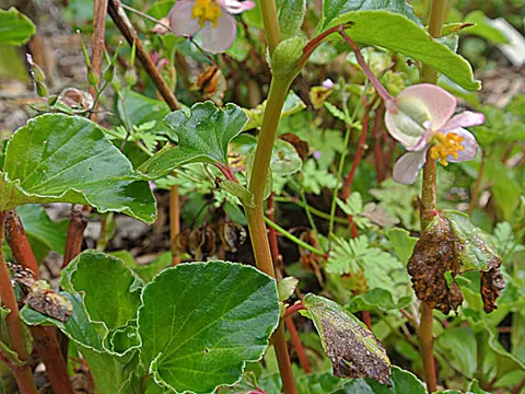 Clubed Begonia