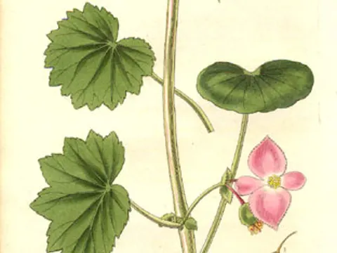 Graceful Begonia