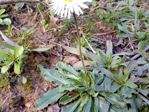 Southern Daisy