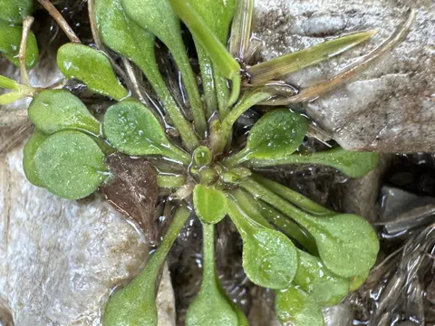 Annual Daisy