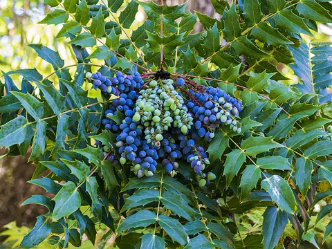 Beale's Barberry