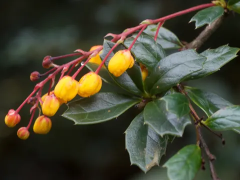 Darwin's Barberry