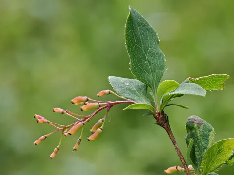 Barberry