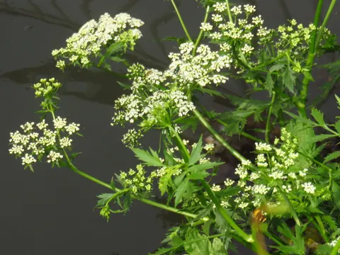 Lesser Water-parsnip