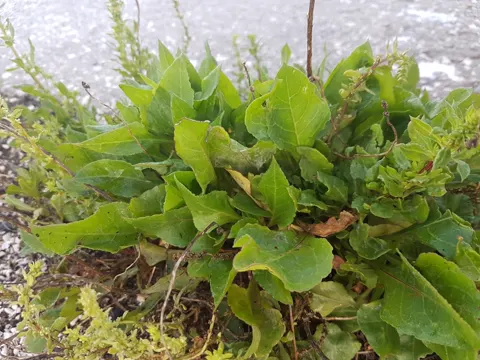 common beet