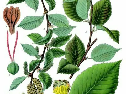 Sweet Birch