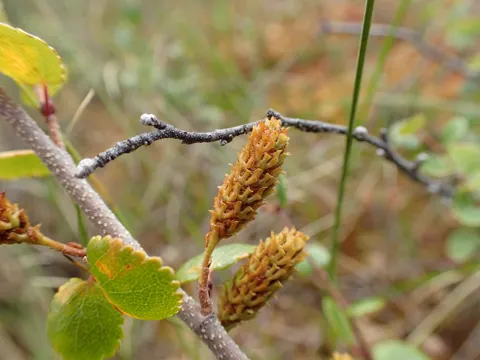 Dwarf Birch