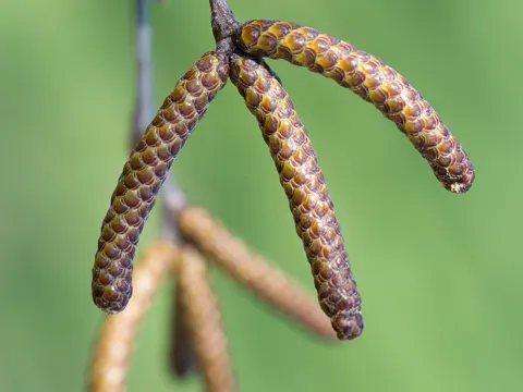 River Birch
