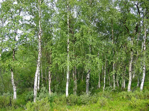 Birch sap