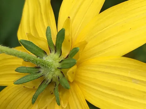 Bidens aristosa
