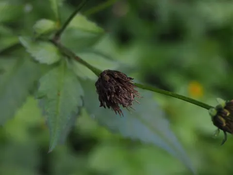 Spanish Needle