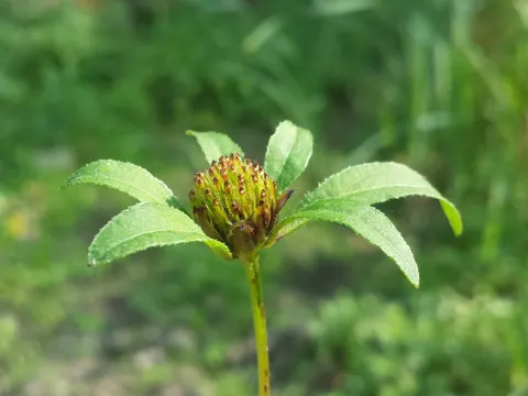 Trifid Bur-marigold