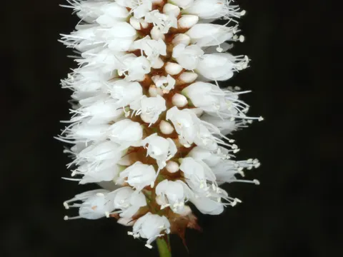Bistorta