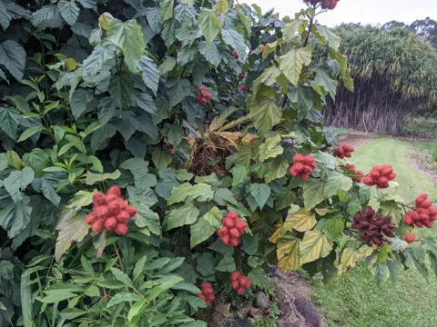 Annatto