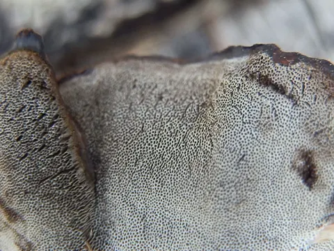 Smoky Bracket