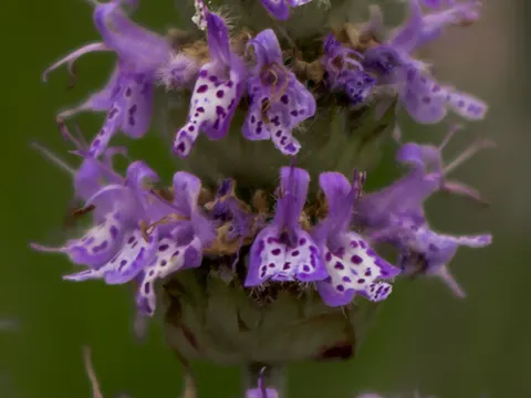 Downy Wood Mint