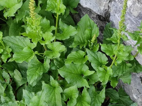 Good King Henry