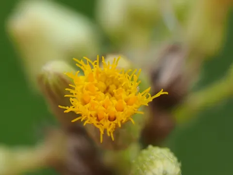 Balm-of-Gilead