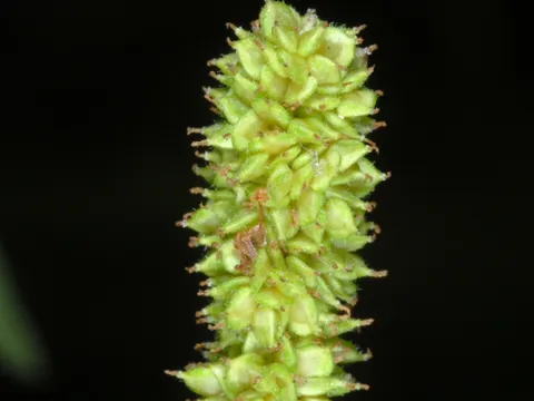 smallspike false nettle