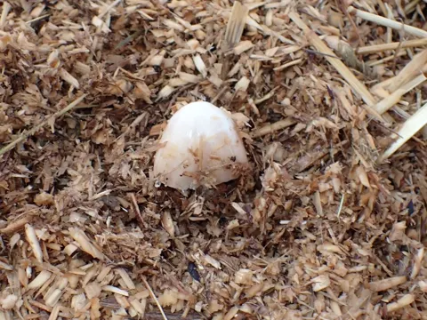 Pink-spored Fieldcap