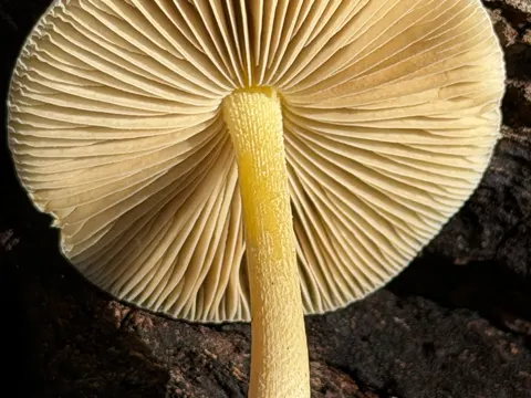 Netted Fieldcap