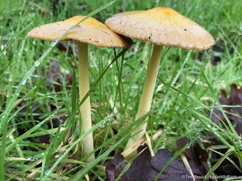 Yellow Fieldcap