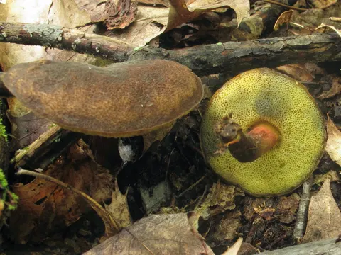 Chestnut Bolete