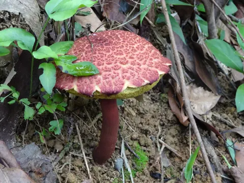 Bitter Bolete