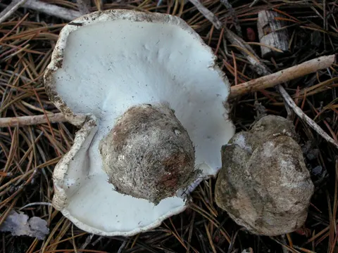 Woolly Bolete