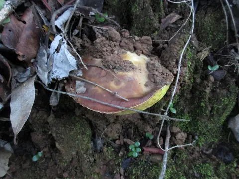 Queen Bolete