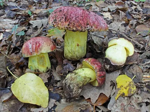 Royal Bolete (Boletus regius)