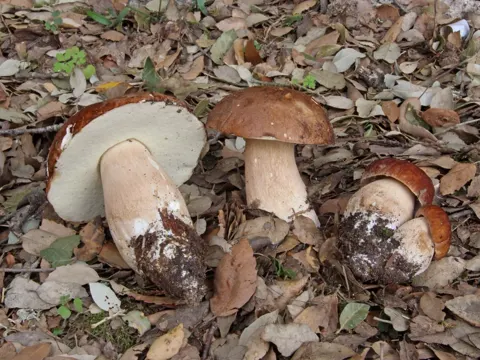 Summer Porcini