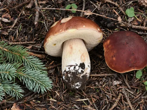 Red-capped Bolete