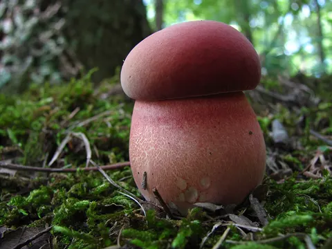 Curry Bolete