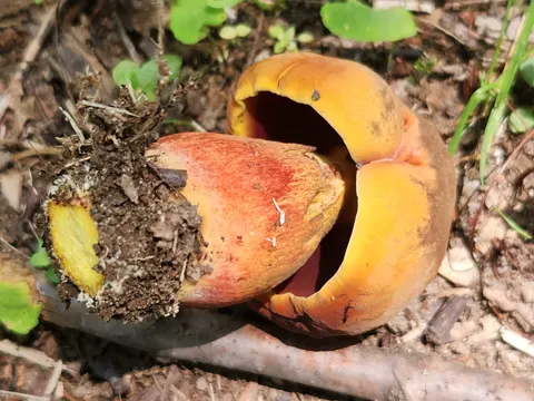 Red-pored Bolete