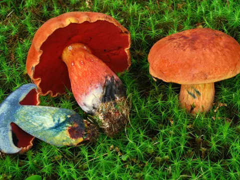 Strigose-stemmed Bolete
