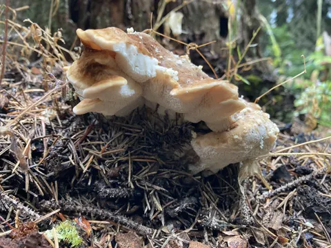 Mountain Polypore