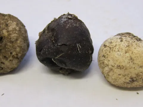 Grey Puffball