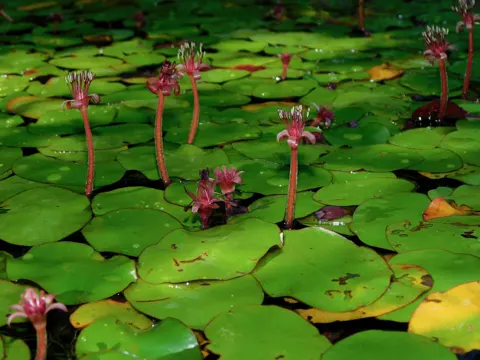 Water-shield