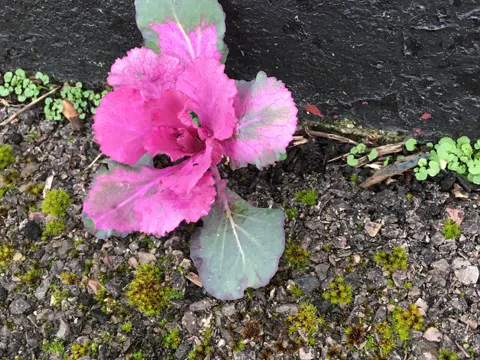 Wild Cabbage