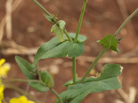 Field Mustard