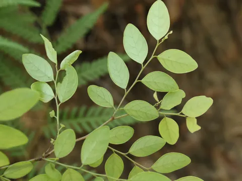 Coffee Bush