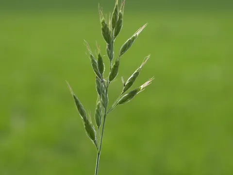 Soft Brome